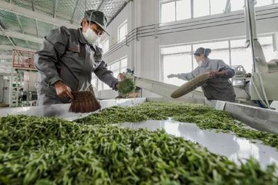 大湘西跨區(qū)域公用品牌“瀟湘茶”的橫空出世 一場(chǎng)茶葉加工的變革與新生